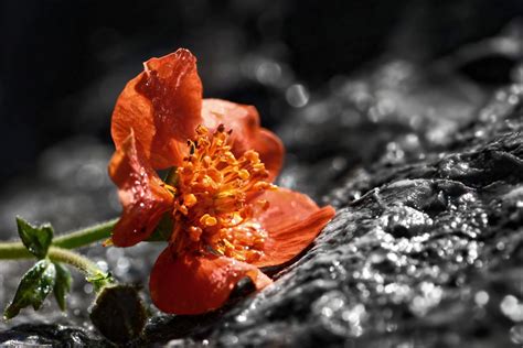 Kostenlose Foto Natur Bl Hen Pflanze Fotografie Blatt Blume