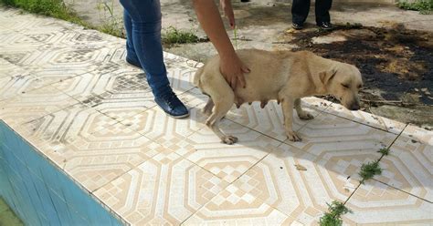 G1 No AP polícia apura denúncias de maus tratos a animais em nove