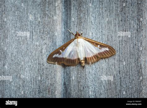 Box Tree Moth Cydalima Perspectalis An Invasive Species In Europe And