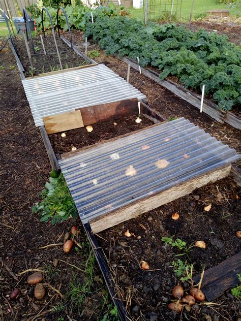 Potato Onions from true seed - grow journal (swapping and breeding