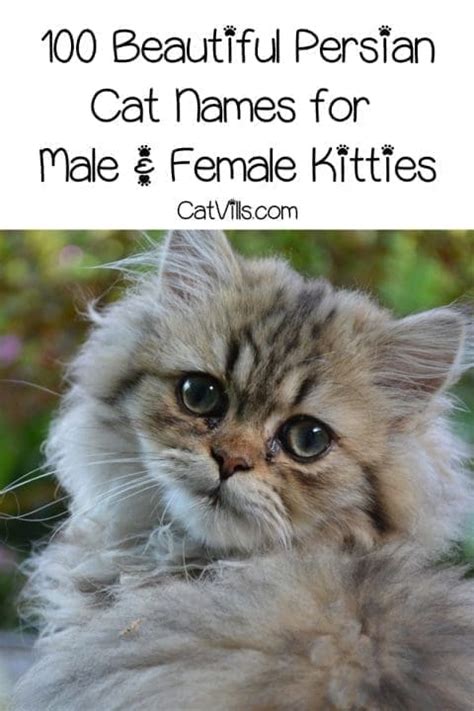 100 Attractive Persian Cat Names for Your Feline Friend