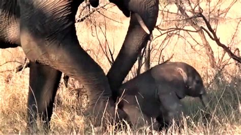 Newborn Elephant Struggles To Stay On Its Feet Topples Over Backwards