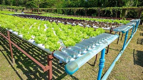 60 Best Plants for Hydroponics - Top List [2022]