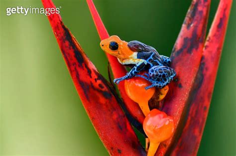 Ranitomeya Fantastica nominal poison dart frog carrying tadpoles 이미지