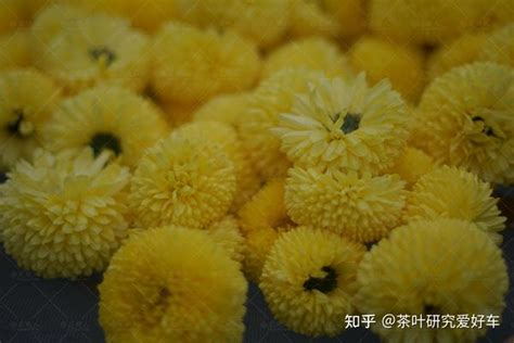 菊花的品种多样性是现代花卉育种的奇迹 知乎