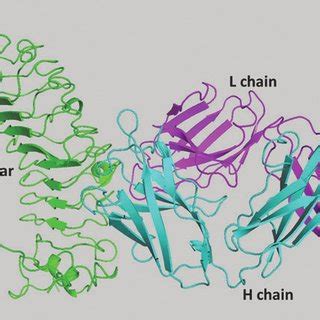 (PDF) Structure of a TSH receptor monoclonal antibody variable region ...