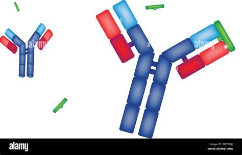 Stylistic Illustration Of Antibody Microbiology Drug On White