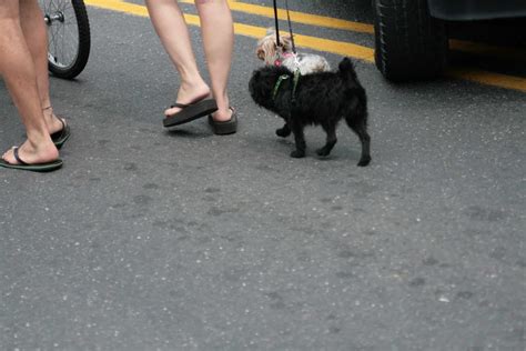 Ridgewood Residents Express a Time for Change for Dogs in Parks rules