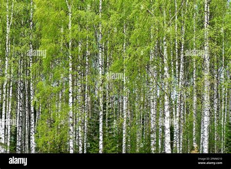 Birch Tree Betula Pendula Forest In Spring Stock Photo Alamy