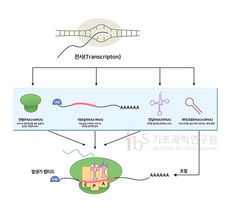 코로나19 과학 리포트 2 Vol6 코로나19 키워드 ‘rna는 어떤 물질인가