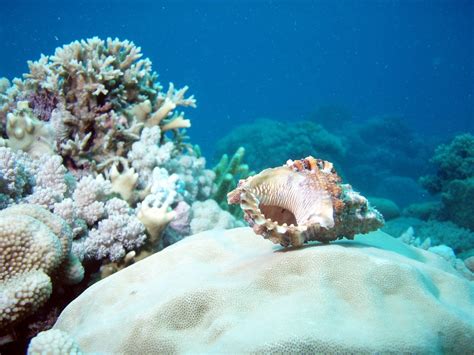 Scuba Diving on Australia's Great Barrier Reef