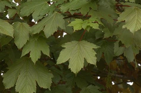 Gewone Rode Esdoorn Acer Pseudoplatanus Atropurpureum Kopen