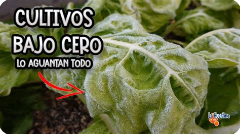 Cultivos Que Aguantan Heladas Y Temperaturas Bajo Cero La