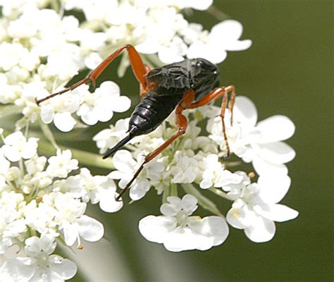 Ichneumon Black With Orange Legs Pimpla Sanguinipes BugGuide Net