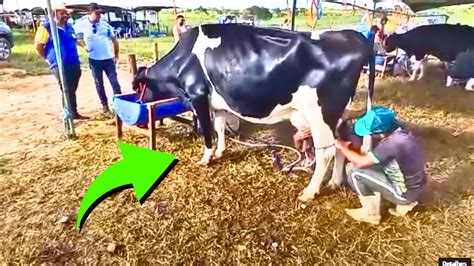 Representando Na Expoagro Com Nossas Vacas Leiteiras Youtube