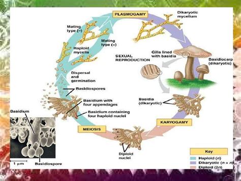 Basidiomycota