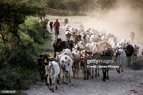 100 Maasai Tribesmen Herding Their Cattle Stock Photos, High-Res ...