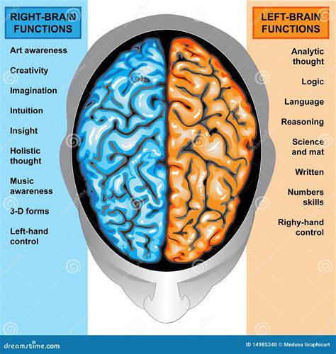 Human Brain Left And Right Functions Royalty Free Stock Photos - Image ...