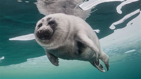 Cute Baby Baikal Seal YouTube