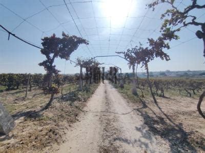 40 casas em Vila Chã de Ourique Casas para vender em Vila Chã de