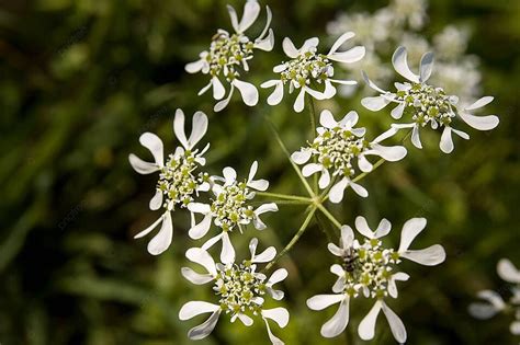 apulum background images hd pictures  wallpaper