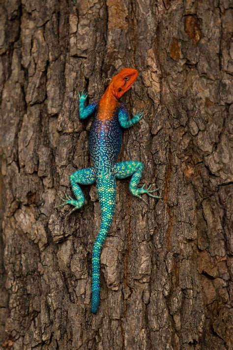Why Do Lizards Have Green Blood? | National Geographic