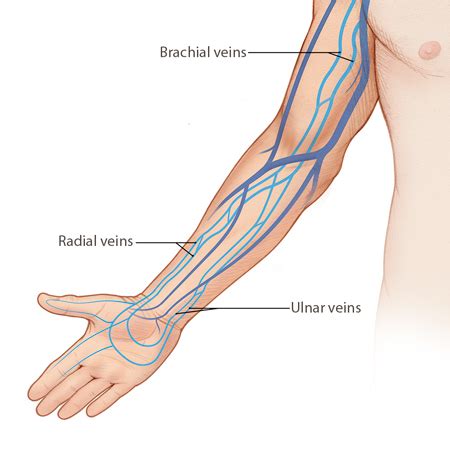 Arm-Venous: Anatomy & Physiology - Deep Veins | SonoSim | Superficial ...