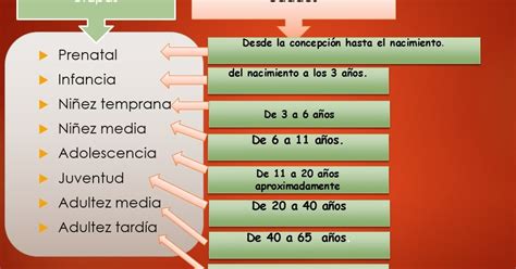 Etapas De Desarrollo Del Cuerpo Humano