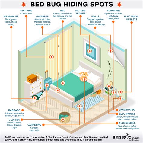 How to Check for Bed Bugs - Bed Bug Guide