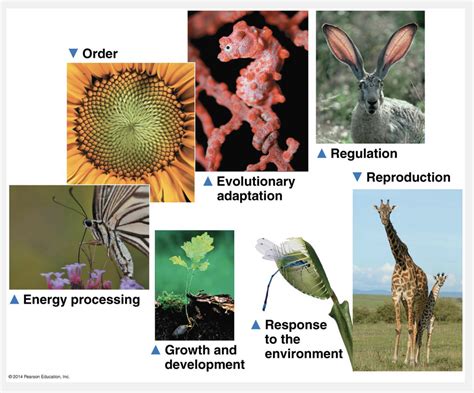 Ch Evolution Themes Of Biology Scientific Inquiry Dynamic Study