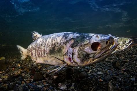 What Is Zombie Salmon? A Quick, Fascinating, Guide - Outdoor Skilled