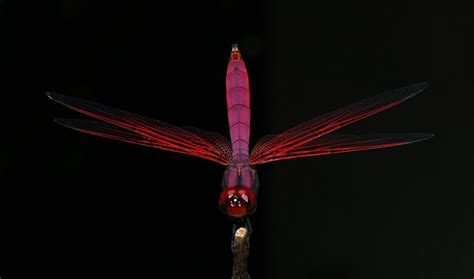 Top 10 Most Beautiful Dragonfly Species