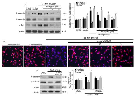 Western Blot Analysis A And C And Immunocytochemial Staining B