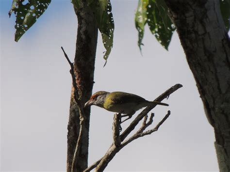 Foto Pitiguari Cyclarhis Gujanensis Por Belgrano Rekowsky Wiki Aves