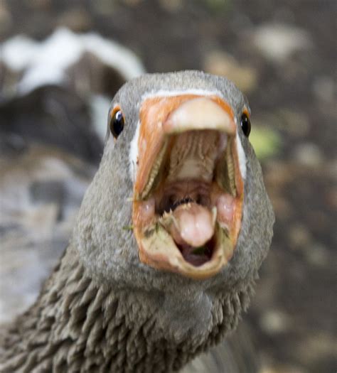 Top 92 Pictures Do Canadian Geese Have Teeth On Their Tongues Sharp