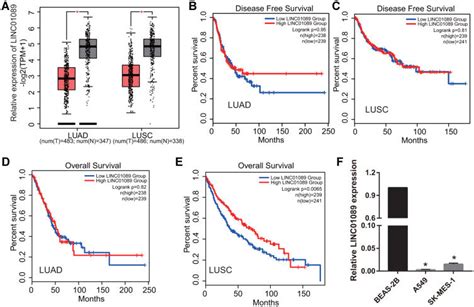 Linc Expression Was Analyzed In Luad And Lusc Tissues And Cells