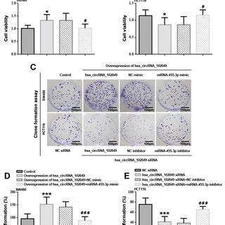 Hsa Circrna Promotes Crc Cell Proliferation Via Regulating