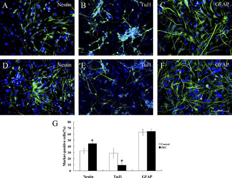 Olfactory Ensheathing Cells Promote Proliferation And Inhibit Neuronal