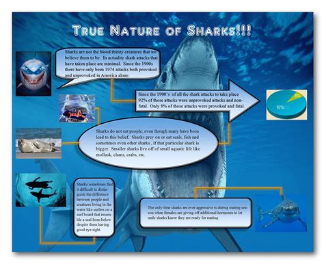 True Nature Of Sharks Infographic On Behance