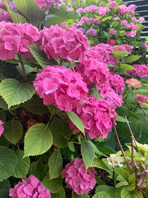 Hydrangea Macrophylla Forever And Ever Pink Picturethis