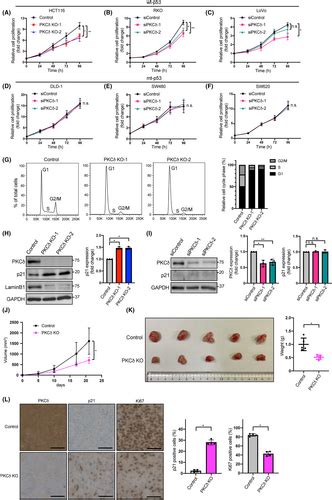 Inhibition Of Protein Kinase C Delta Leads To Cellular Senescence To Induce Anti‐tumor Effects