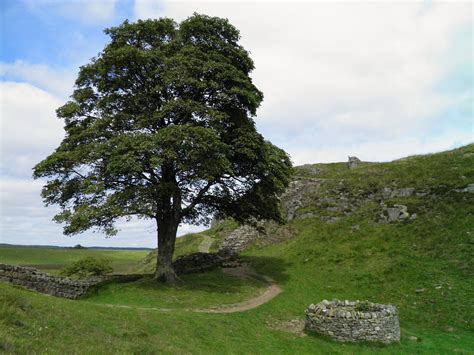 Hadrian S Wall Sycamore Gap Illustration World History Encyclopedia