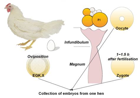 Figures And Data In Zygotic Gene Activation In The Chicken Occurs In