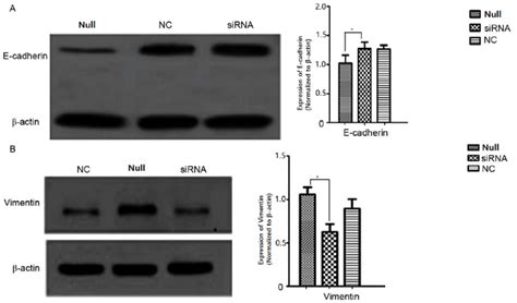 Analysis Of E Cadherin And Vimentin Expression By Western Blot A Download Scientific Diagram