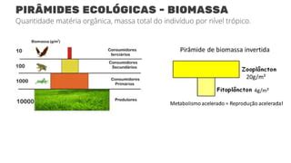Pirâmide Ecológica De Biomassa - ECOLOGIA-Piramide ecologica e produtividade do ecossistema.pdf