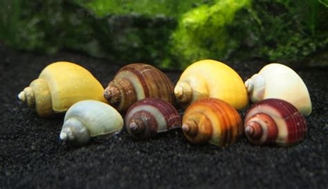 Mystery Snail Care Guide: Types, Food, Tanks, Tank Mates, Breeding