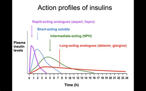 Insulin Flashcards | Quizlet