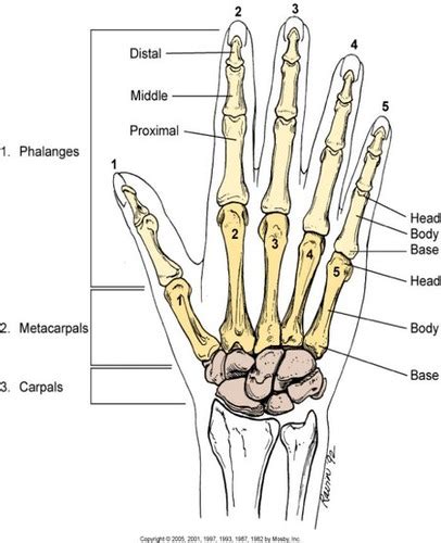 Unit 3 Upper Extremities Anatomy Flashcards Quizlet