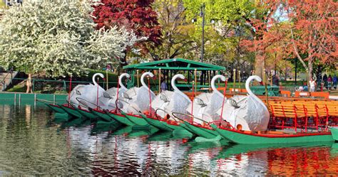 Boston Public Garden Swan Boats [04/13/24]