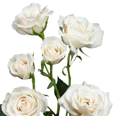 Four White Roses With Green Stems On A White Background